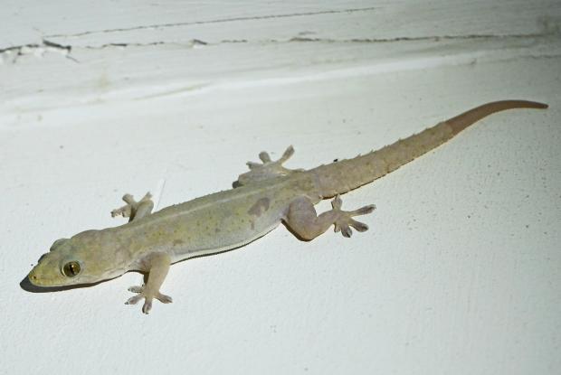 Gecko commun (Hemidactylus frenatus)