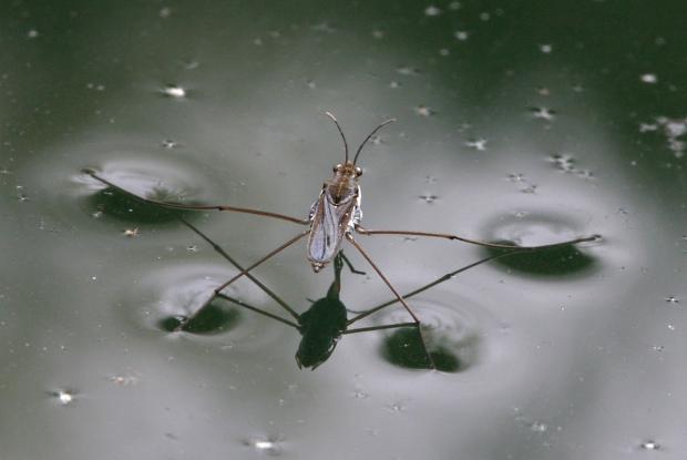 Pond skater Gerris sp.