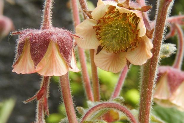 Geum rivale ssp. Islandicum