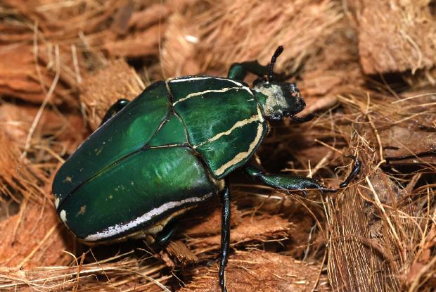Giant green fruit chafer
