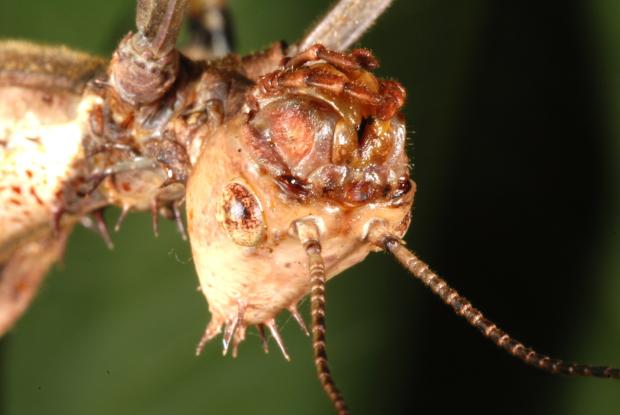 Giant prickly stick insect head