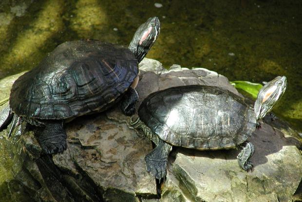 tortue peinte