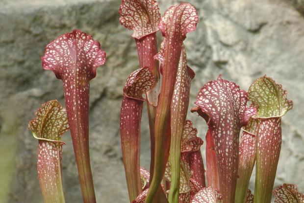 Sarracenia 