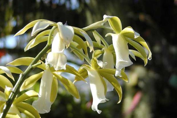 Orchidée Phaius tankervilleae 'Alba'