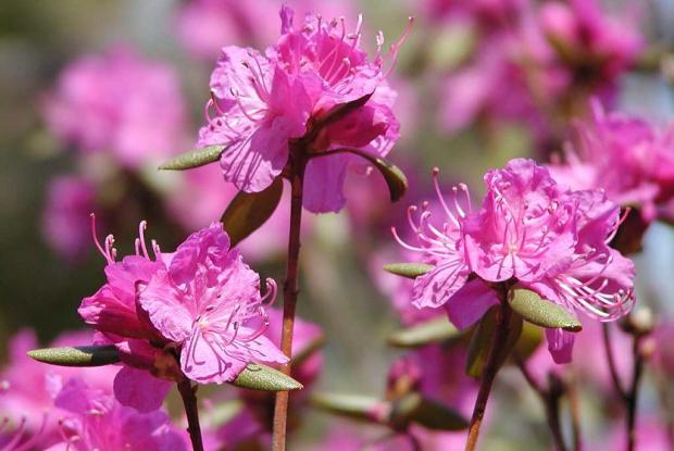 Mongolian azalea Rhododendron dauricum var. sempervirens