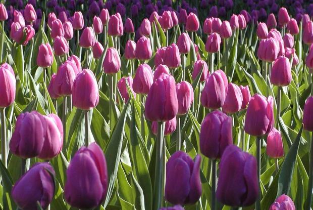 Tulipa 'Negrita'