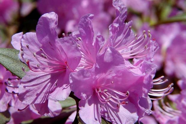 Les rhododendrons (tsutsuji)