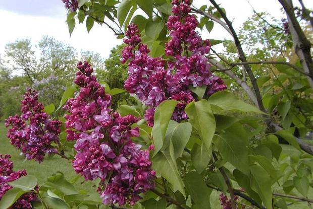 Lilas Syringa vulgaris 'Mrs.Edward Harding'