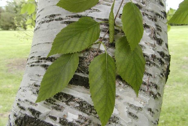 Betula papyrifera