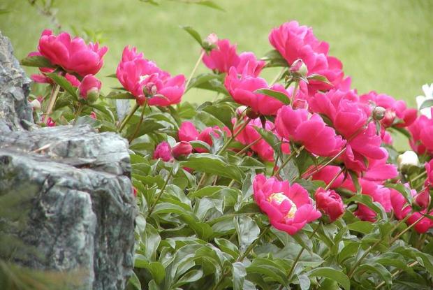 Paeonia cv.
