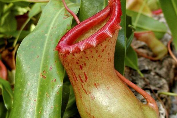 La <em>Nepenthes alata</em>, une plante carnivore tropicale.