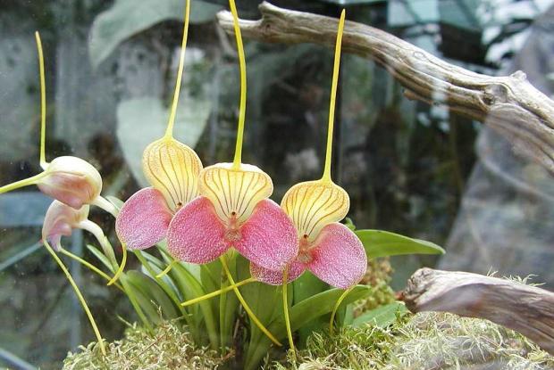 L'orchidée Masdevallia caudata 'Janet' AM/AOS dans un terrarium