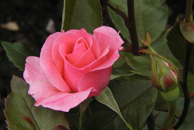Rosa 'Queen Elizabeth'