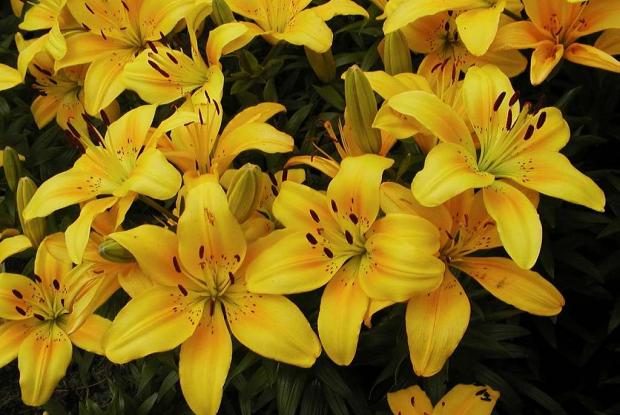Lilium 'Sun Ray'