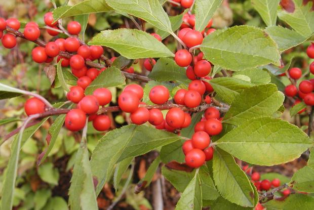 Common winterberry