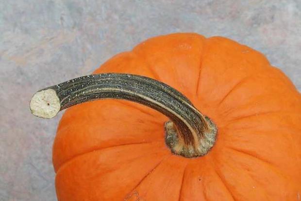 Cucurbita pepo 'Carnival'