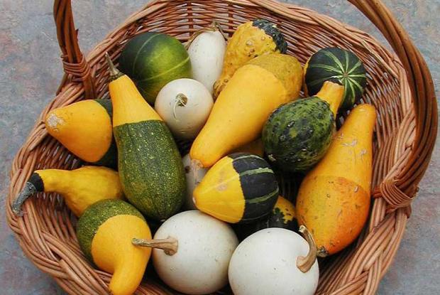 Basket full of small decorative gourds