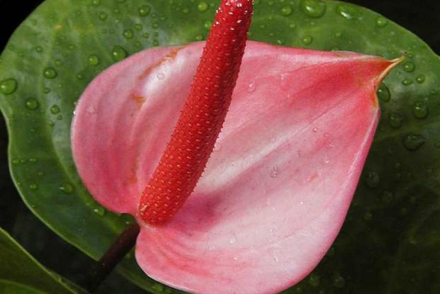 Anthurium Anthurium longilaminatum