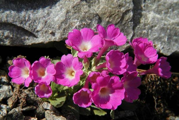 Primevère Primula 'Amanda Gabrielle'