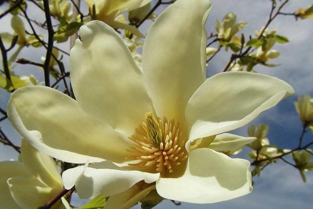 Magnolia acuminata 'Yellow Fever' Magnolia acuminata 'Yellow Fever'