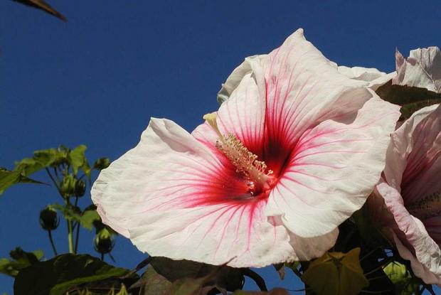 Hibiscus 'Kopper King'