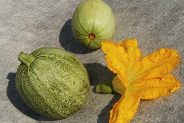 Cucurbita pepo var. medullosa 'Ronde de Nice'