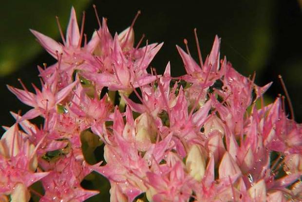Orpin Hylotelephium spectabile 'Carmen'