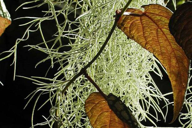 Tillandsia usneoides and Cissus discolor