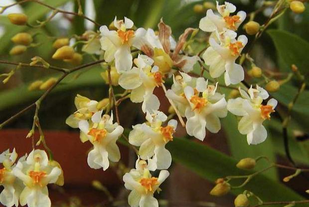 Orchidée Oncidium Twinkle g. 'Fragrance Fantasy' SQ /JOGA