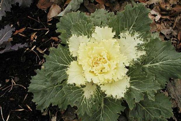 Ornamental cabbage Brassica