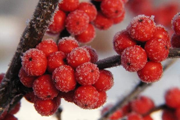 Common winterberry