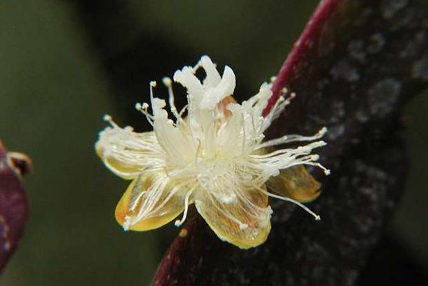 Rhipsalis pachyptera