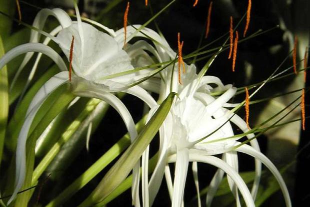 Beach spider lily Hymenocallis littoralis
