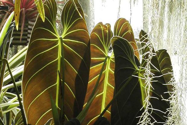 Feuillage de Philodendron melanochrysum et mousse espagnole Philodendron melanochrysum et Tillandsia usneoides