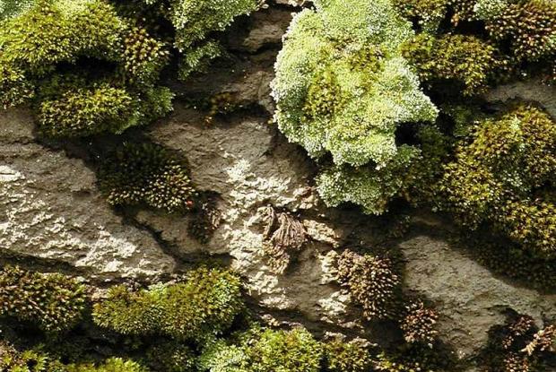 Moss