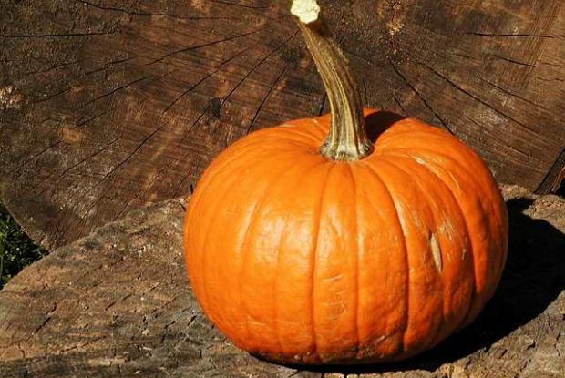Cucurbita pepo 'Baby Bear'