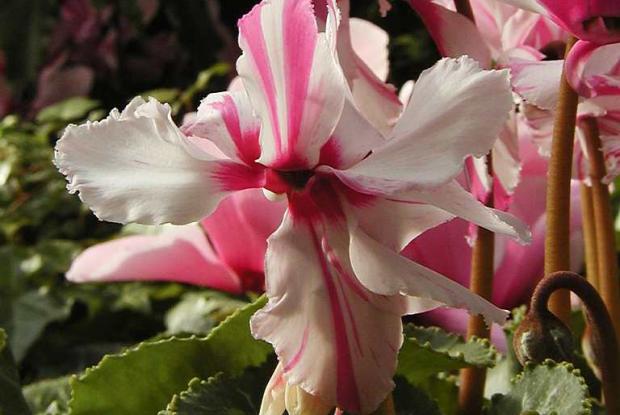Cyclamen persicum 'Striata'