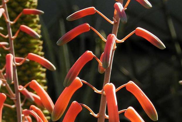 Aloès en fleurs Aloe sp.