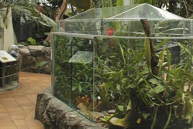 Terrarium de plantes insectivores à la serre d'accueil Molson