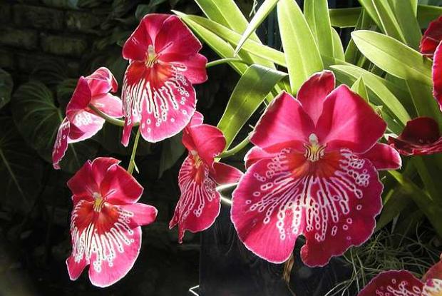 Orchidée Miltonia Morris Chesnut