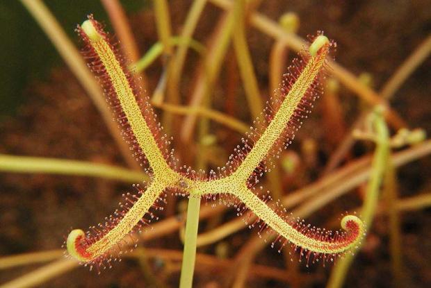 Drosera binata