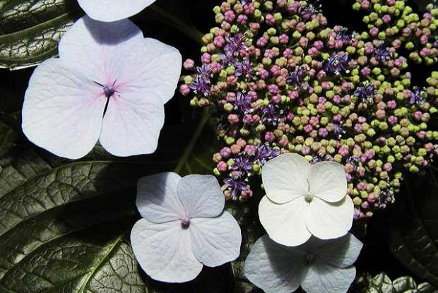 Hydrangea macrophylla 'Mariesii'