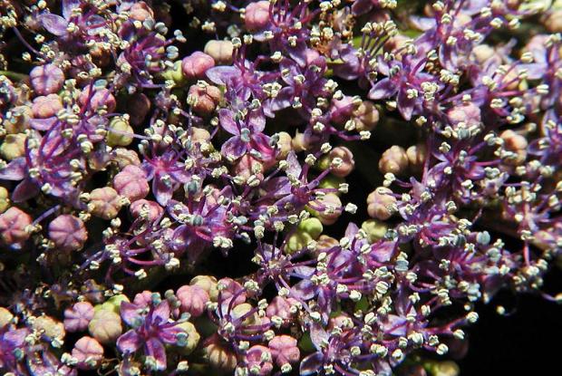 Hydrangea macrophylla 'Mariesii'