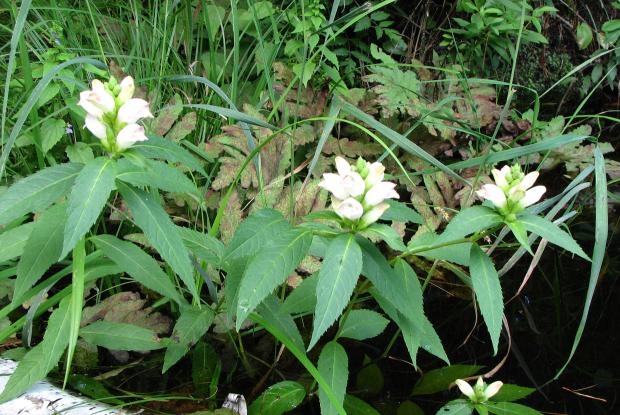 Chelone glabra (gim020303)