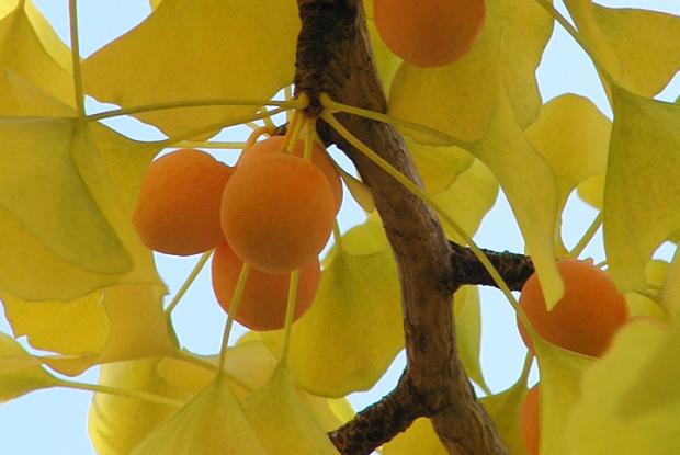 Ginkgo biloba.