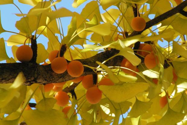 Ginkgo biloba.