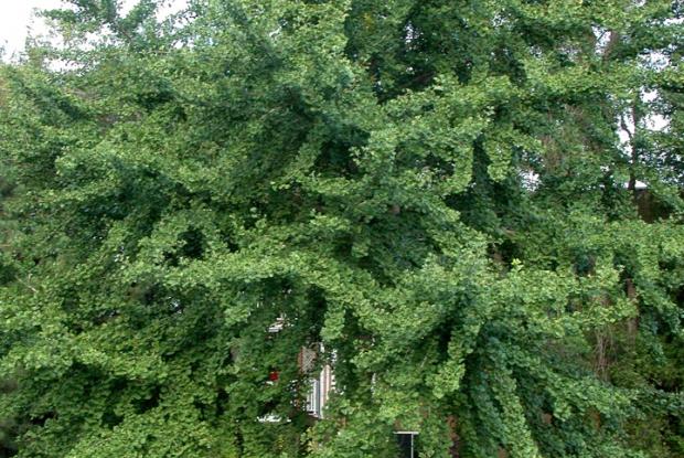 Ginkgo biloba.