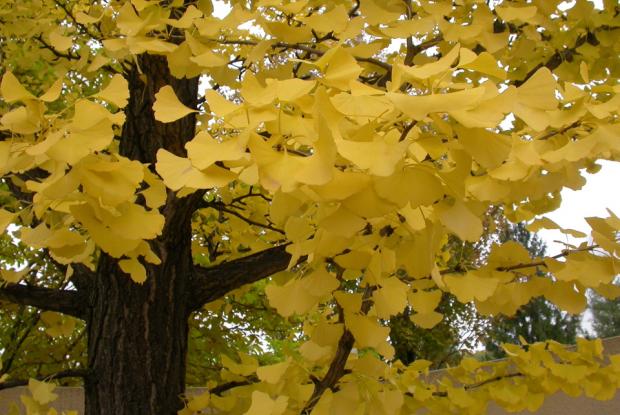 Ginkgo biloba.