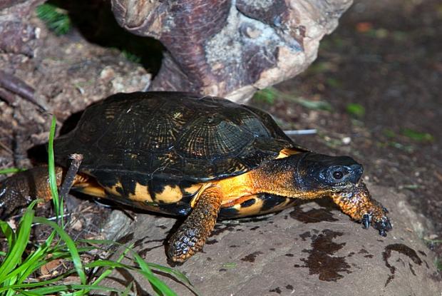 Glyptemys insculpta