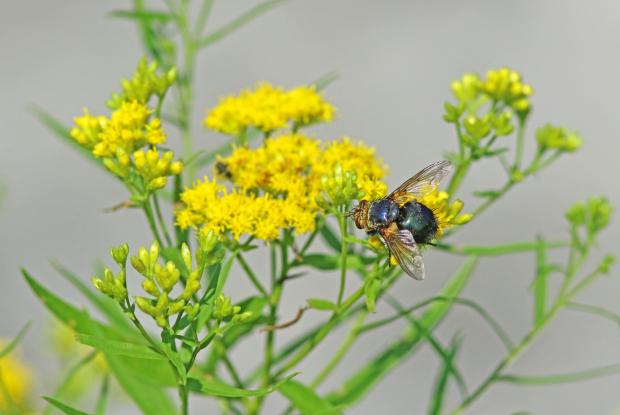 Grass-leaved goldenrod